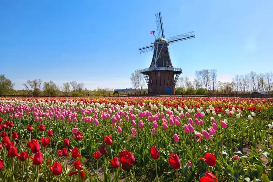 Field of blooming tulips in Michigan.