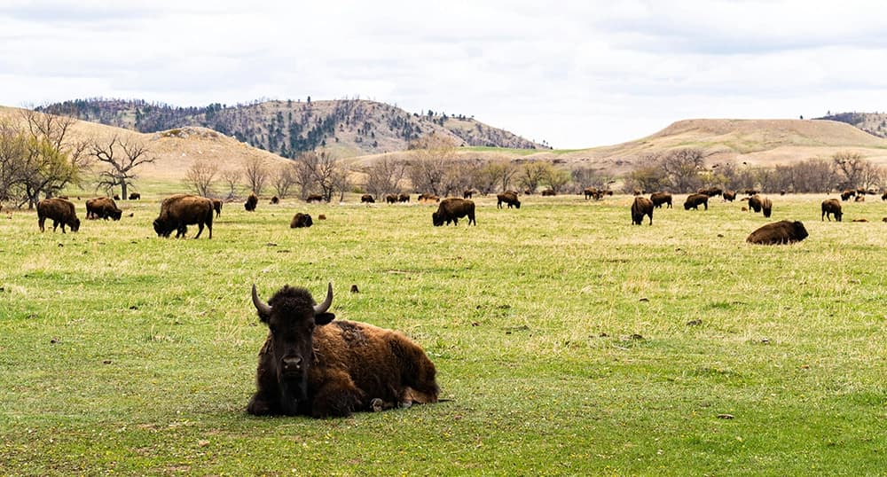 Custer State Park Wild Life