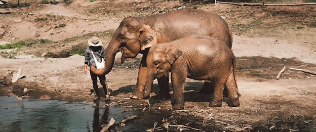 Elephant Tourism: Is It Bad to Ride an Elephant in Thailand?