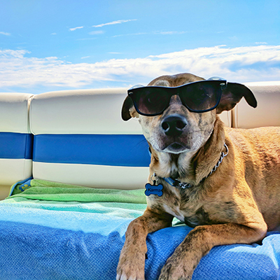 Dog on a Boat